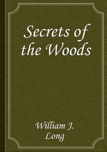Secrets of the Woods