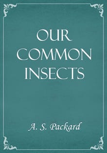 Our Common Insects