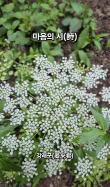 마음의 시(詩)