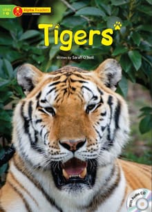 Tigers