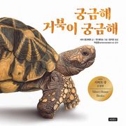 궁금해 거북이 궁금해