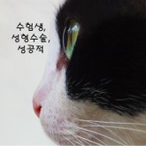 수험생, 성형수술, 성공적 표지 이미지