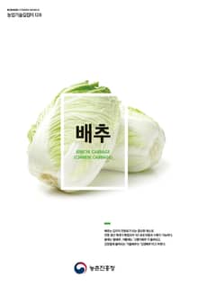배추