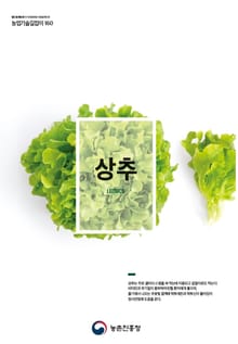 상추