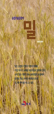 농업기술길잡이 밀