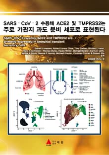 SARS–CoV–2 수용체 ACE2 및 TMPRSS2는 주로 기관지 과도 분비 세포로 표현된다