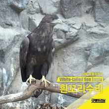 흰꼬리수리