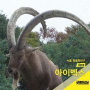 아이벡스