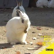 토끼