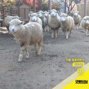 양