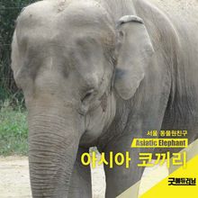 아시아 코끼리
