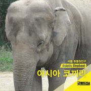 아시아 코끼리