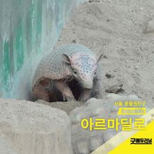 아르마딜로