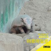 아르마딜로
