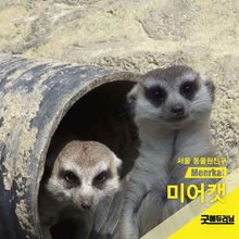 미어캣