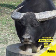 물소