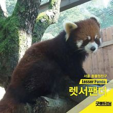 렛서팬더