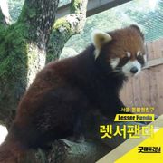 렛서팬더