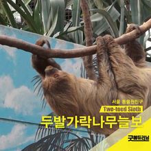두발가락나무늘보