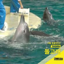 돌고래