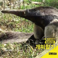 개미핥기