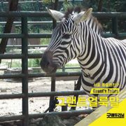 그랜트 얼룩말