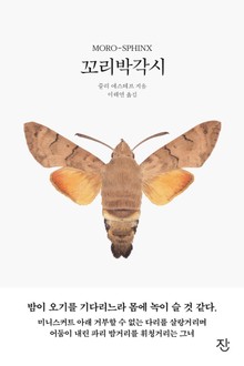 꼬리박각시