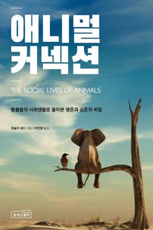 애니멀 커넥션