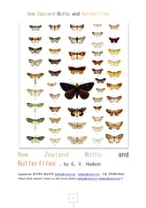 뉴질랜드나비와나방New Zealand Moths and Butterflies. 표지 이미지