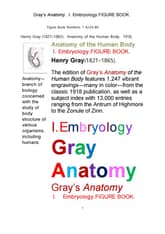그레이아나토미 해부학의 제1권 발생학의 도해 그림책.Gray’s Anatomy,I. Embryology.FIGURE BOOK.by Henr 표지 이미지
