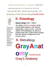 그레이 아나토미의, 제2권 골학 骨學 골해부학.도해 圖解 그림책. Gray’s Anatomy, II. Osteology. FIGURE 표지 이미지