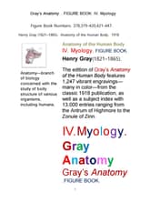 그레이 아나토미의, 제4권 근육학 근학 筋學 해부학.도해 圖解 그림책. Gray’s Anatomy. IV. Myology FIGU 표지 이미지