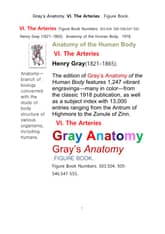 그레이아나토미 해부학의 제6권 동맥 의 도해 그림책.Gray’s Anatomy. VI. The Arteries . Figure Book.by Henry Gray 표지 이미지