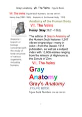 그레이아나토미 해부학의 제7권 정맥 의 도해 그림책.Gray’s Anatomy . VII. The Veins . Figure Book.by Henry Gray 표지 이미지