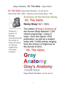 그레이아나토미 해부학의 제7권 정맥 의 도해 그림책.Gray’s Anatomy . VII. The Veins . Figure Book.by Henry Gray