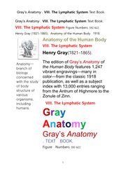 그레이아나토미 해부학의 제8권 림프계 책Gray’s Anatomy . VIII. The Lymphatic System Text Book. by Henry Gray