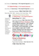 그레이아나토미 해부학의 제11권 3부 비뇨생식기 학 도해 그림책.Gray’s Anatomy. XI. Splanchnology. 3. The Urogenital Apparatus Figure Book,by Henry Gray 표지 이미지