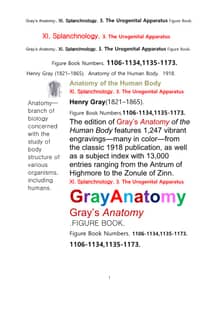 그레이아나토미 해부학의 제11권 3부 비뇨생식기 학 도해 그림책.Gray’s Anatomy. XI. Splanchnology. 3. The Urogenital Apparatus Figure Book,by Henry Gray