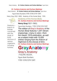 그레이아나토미 해부학의 제12권 신체표면해부학과 표면표시 도해 그림책.Gray’s Anatomy. XII. Surface Anatomy and Surface Markings. Figure Book.byHenry Gray
