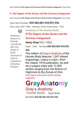 그레이아나토미 해부학의 제10권 감각기관및 외피外皮학 도해 그림책.Gray’s Anatomy . X. The Organs of the Senses and the Common Integument Figure Book by Henry 표지 이미지