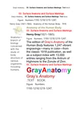 그레이아나토미 해부학의 제12권 신체표면해부학과 표면표시 텍스트 책.Gray’s Anatomy. XII. Surface Anatomy and Surface Markings. Text Book.byHenry Gray 표지 이미지
