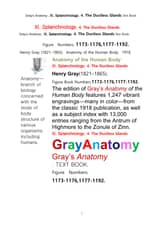 그레이아나토미 해부학의 제11권 4부 내분비기관 학 텍스트 책.Gray’s Anatomy. XI. Splanchnology. 4. The Ductless Glandsl Apparatus Text Book,by Henry Gray 표지 이미지