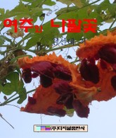 여주와 나팔꽃 표지 이미지