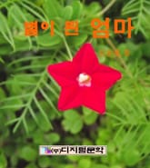 별이 된 엄마 표지 이미지