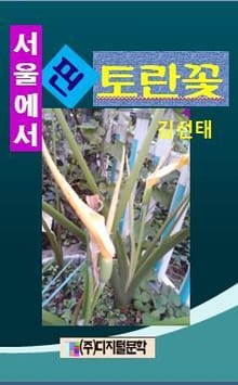 서울에서 핀 토란꽃