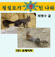 청설모가 왕인 나라