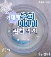 구피이야기
