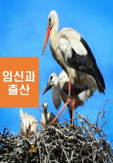 임신과 출산