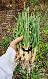 살자편지 표지 이미지