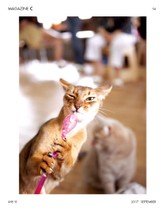 감성매거진C 2017년 09월호(격월간) 표지 이미지